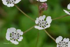 Heracleum concanense